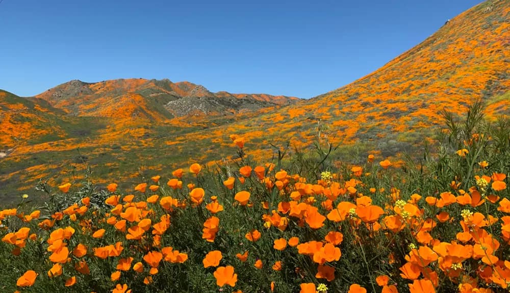 Golden California poppies covering rolling hills near Tahoe Vista, CA under a clear blue sky.